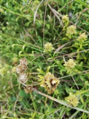 Sideritis hyssopifolia