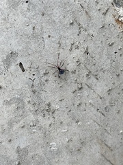 Leptoglossus phyllopus