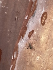 Chariesterus antennator