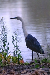 Ardea pacifica