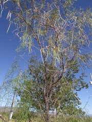 Chilopsis linearis arcuata