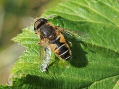 Eristalis nemorum