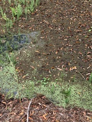 Azolla