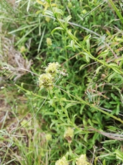 Sideritis hyssopifolia