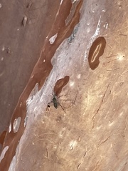 Chariesterus antennator