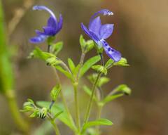 Trichostema dichotomum
