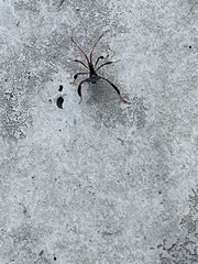 Leptoglossus phyllopus