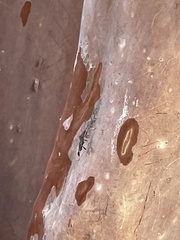 Chariesterus antennator