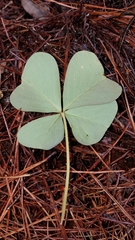 Oxalis tetraphylla