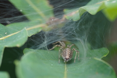Allagelena gracilens