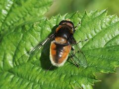 Eristalis intricaria