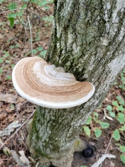 Ganoderma megaloma
