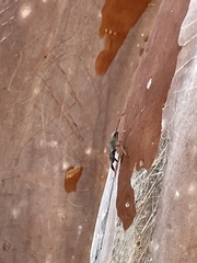 Chariesterus antennator