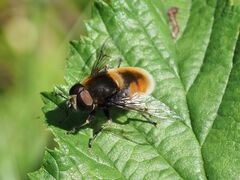 Eristalis intricaria
