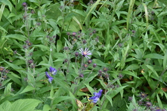 Canadanthus modestus