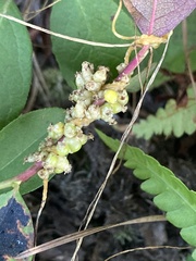 Cuscuta compacta