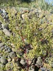 Suaeda maritima