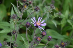 Canadanthus modestus
