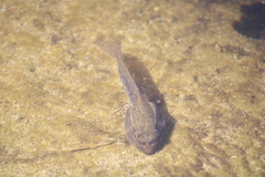 Lithobates montezumae