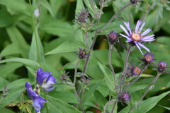 Canadanthus modestus