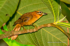 Philydor atricapillus