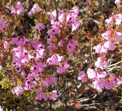 Erica melanthera