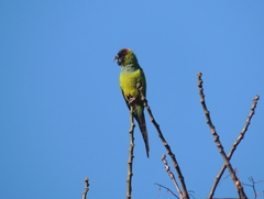 Aratinga nenday