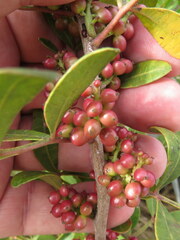 Pistacia lentiscus