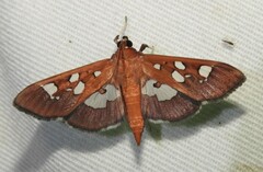 Phostria oajacalis