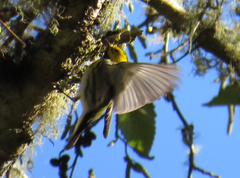 Setophaga townsendi × occidentalis