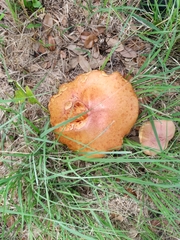 Tylopilus balloui