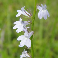 Lobelia appendiculata