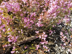 Erica melanthera