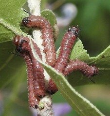 Anisota oslari
