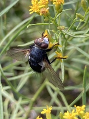 Tachinini