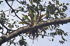 Tillandsioideae