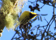 Setophaga townsendi × occidentalis