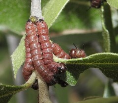 Anisota oslari