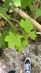 Acer floridanum