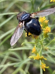 Tachinini