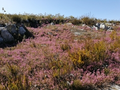 Erica melanthera