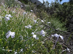 Ipomopsis longiflora