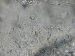 Mycena tenerrima