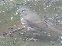 Passerella iliaca