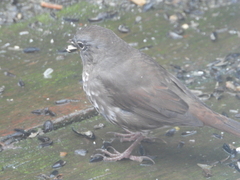 Passerella iliaca