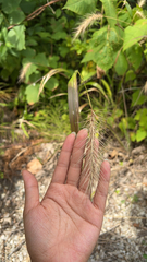 Elymus canadensis