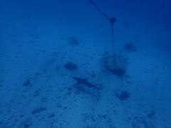 Carcharhinus melanopterus