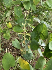 Gonolobus suberosus