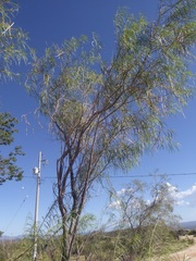 Chilopsis linearis arcuata