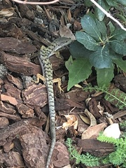 Elgaria multicarinata